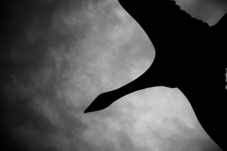 Flying with its wings