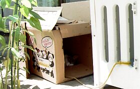 �����̃Z�J���h�n�E�X