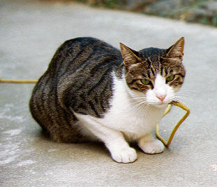 �j�O�̂��� 04