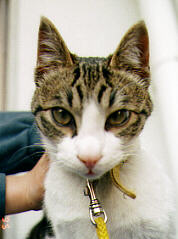 ���������̂����@�O�V