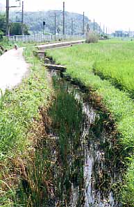 和歌山市内原の用水路